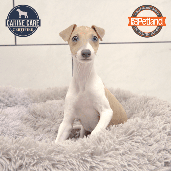 [#25254-02] Fawn / White M Italian Greyhound Puppies for Sale