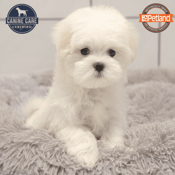 [#25495-01] White M Maltese Puppies for Sale