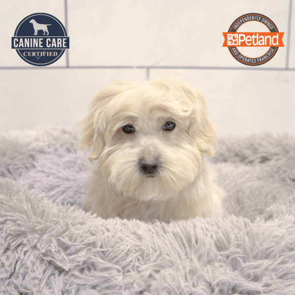 [#243739-03] White M Maltipoo Puppies for Sale