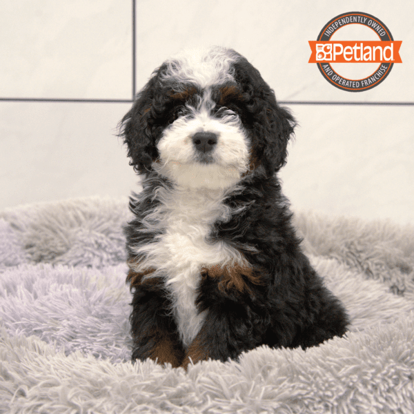 [#25683-03] Black White / Tan M Bernedoodle Mini 2nd Gen Puppies for Sale