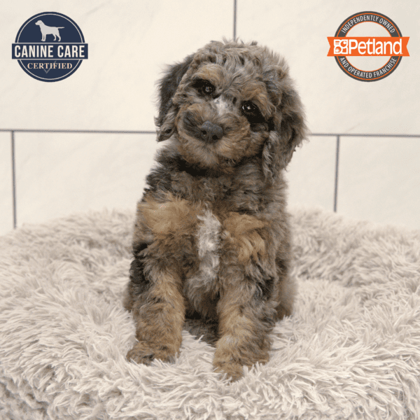 Goldendoodle Mini 2nd Gen-Dog-Male---Petland Overland Park, Kansas