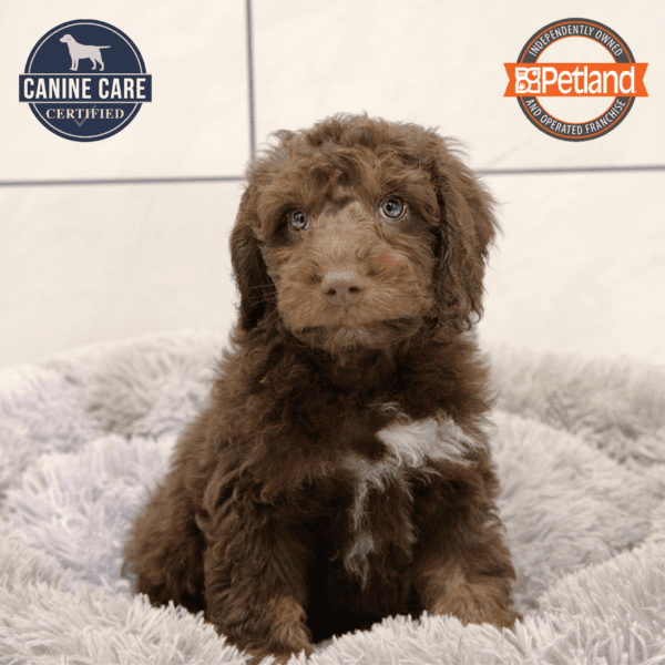 [#25294-04] Chocolate M Goldendoodle Mini 2nd Gen Puppies for Sale