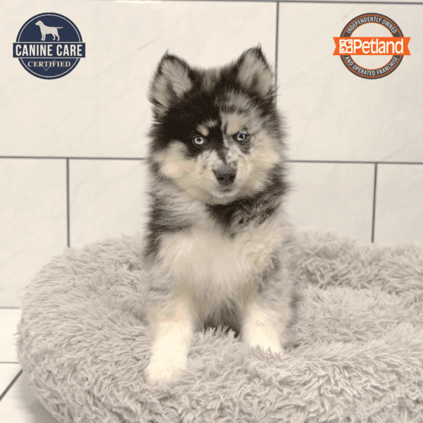[#2540-01] Blue Merle M Pomsky 2nd Gen Puppies for Sale