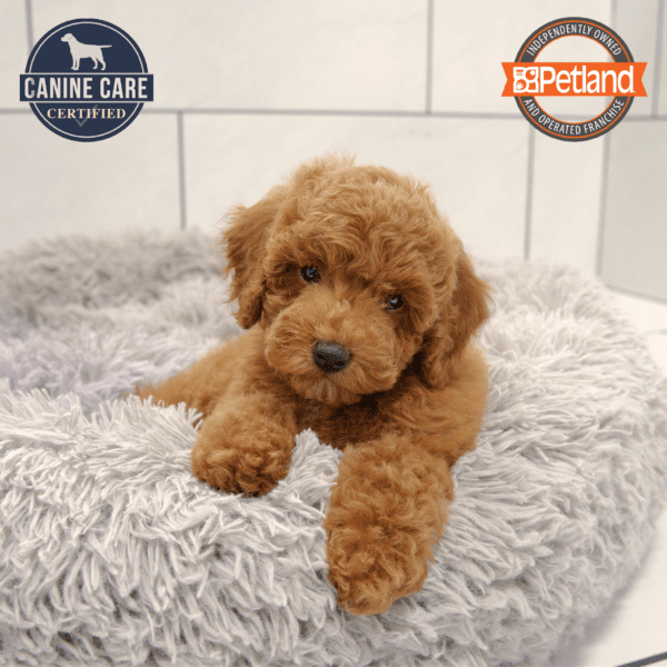 [#25249-04] Red F Poodle Puppies for Sale