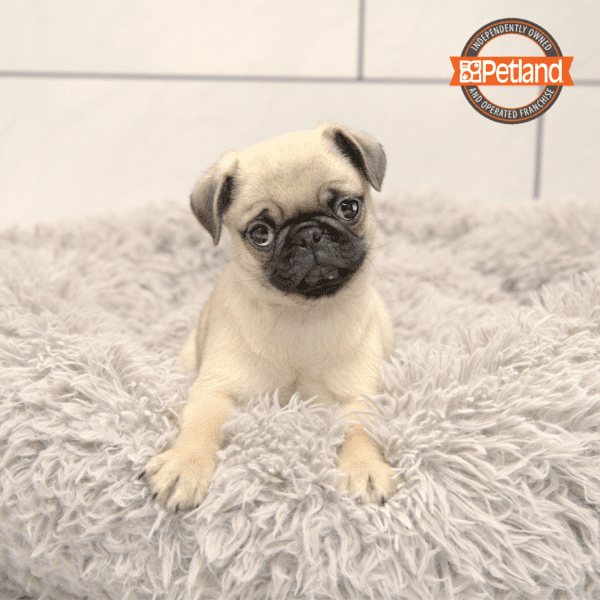 [#25166-04] Fawn F Pug Puppies for Sale
