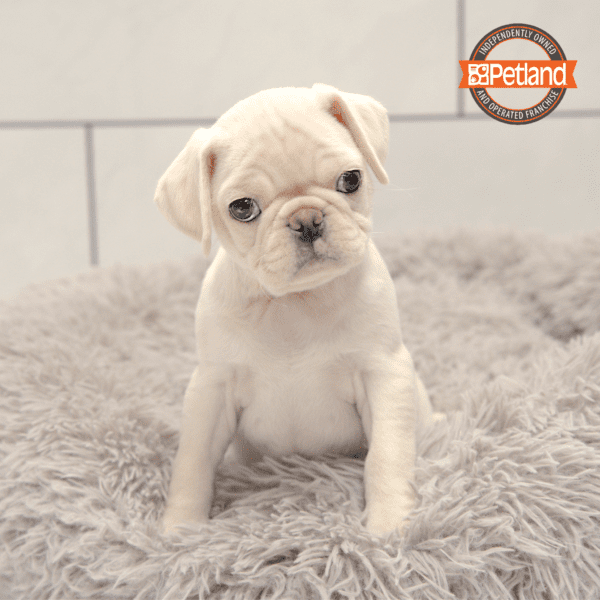 Pug-Dog-Male---Petland Overland Park, Kansas