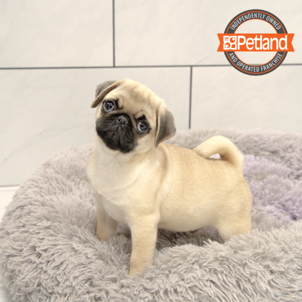 [#2519-03] Fawn M Pug Puppies for Sale