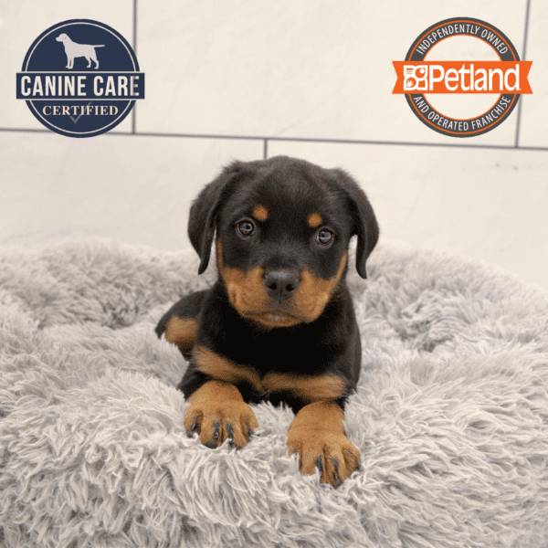 Rottweiler-Dog-Male---Petland Overland Park, Kansas