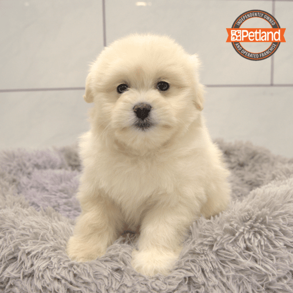 [#25270-02] Cream M Shiranian Puppies for Sale