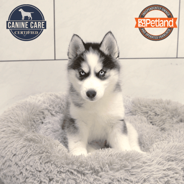 [#25148-01] Black / White M Siberian Husky Puppies for Sale