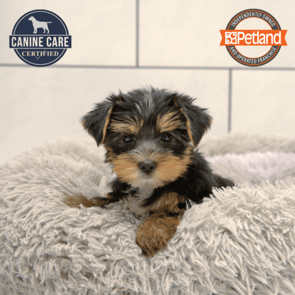 Yorkshire Terrier-Dog-Female---Petland Overland Park, Kansas