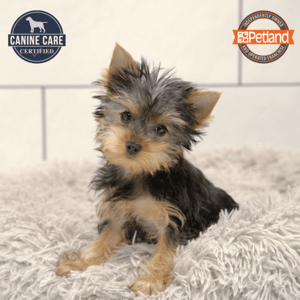 Yorkshire Terrier-Dog-Female---Petland Overland Park, Kansas