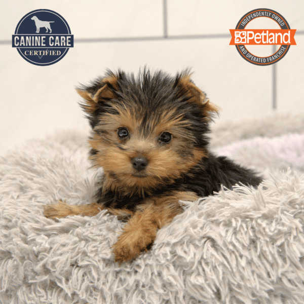 Yorkshire Terrier-Dog-Male---Petland Overland Park, Kansas