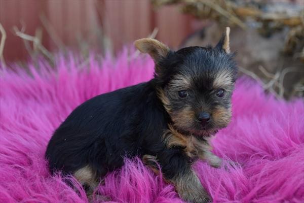 [#25489-04] Black / Tan M Yorkshire Terrier Puppies for Sale