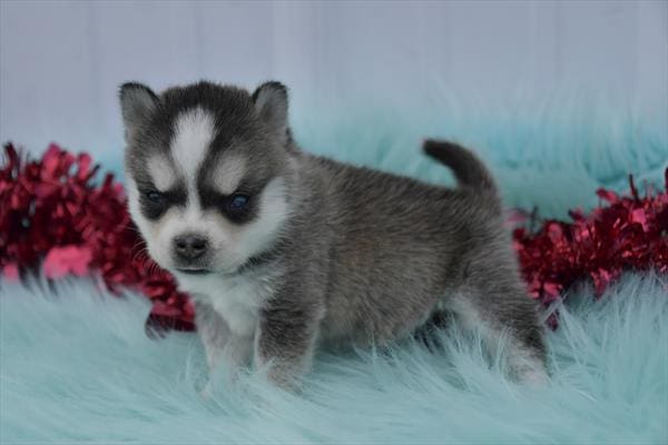 [#25776-04] Black / Silver F Alaskan Klee Kai Puppies for Sale