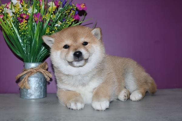 [#25879-02] Red Sesame F Shiba Inu Puppies for Sale