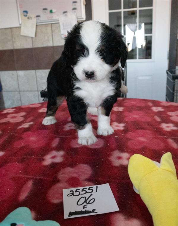 [#25551-06] Black F Bernedoodle Mini Puppies for Sale