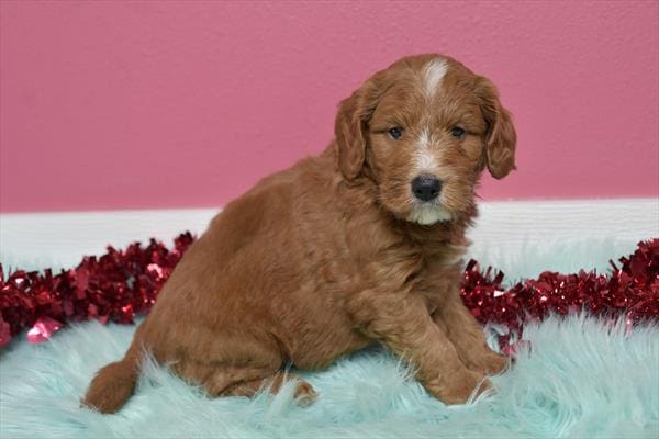 [#25638-02] Dark Red M Goldendoodle Mini 2nd Gen Puppies for Sale