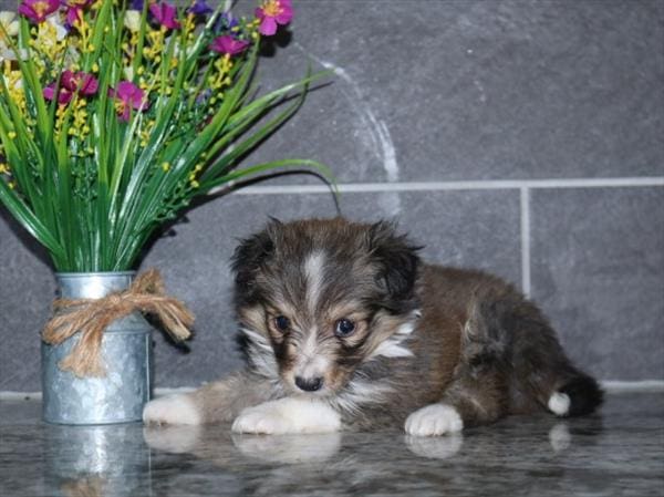 [#25747-01] Tan / White M Shetland Sheepdog Puppies for Sale