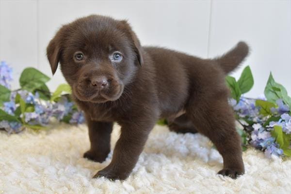 [#25781-05] Chocolate M Labrador Retriever Puppies for Sale