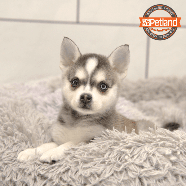Alaskan Klee Kai-Dog-Female---Petland Overland Park, Kansas