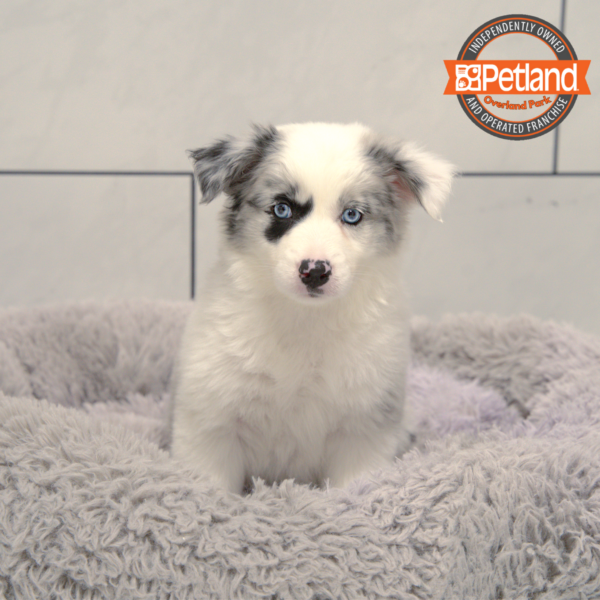 [#25651-07] Blue Merle F Aussiedoodle Puppies for Sale