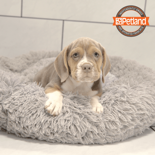 Beabull-Dog-Female---Petland Overland Park, Kansas