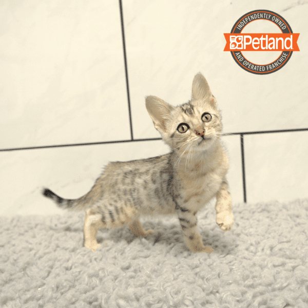 Bengal-Cat-Male---Petland Overland Park, Kansas