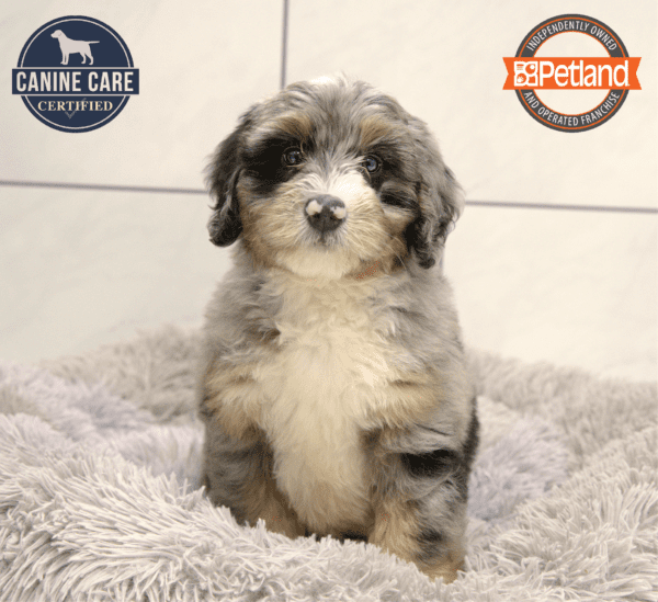 Bernedoodle Mini-Dog-Male---Petland Overland Park, Kansas