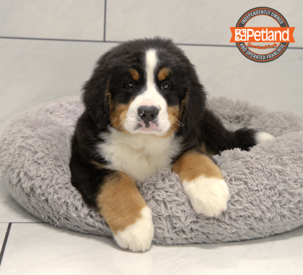 [#25511-05] Black Rust / White M Bernese Mountain Dog Puppies for Sale
