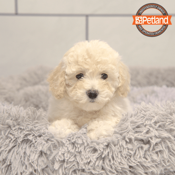 Poodle Mini/Bichon Frise-Dog-Female---Petland Overland Park, Kansas