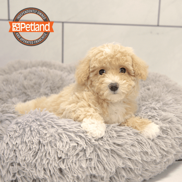 Poodle Mini/Bichon Frise-Dog-Female---Petland Overland Park, Kansas