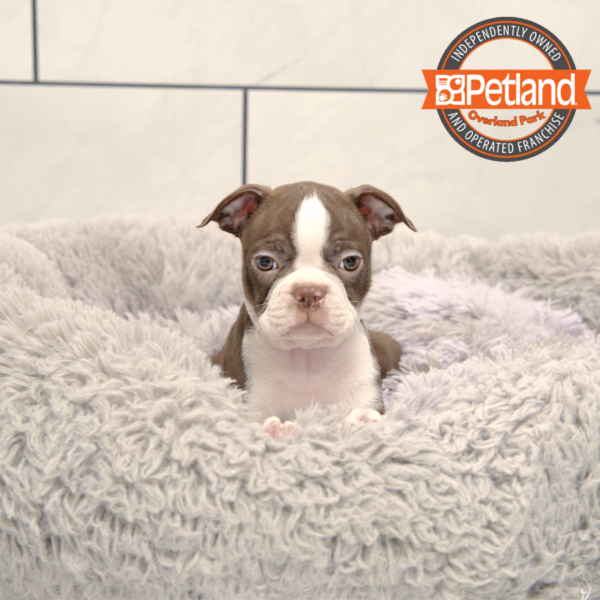 [#25625-03] Red / White M Boston Terrier Puppies for Sale