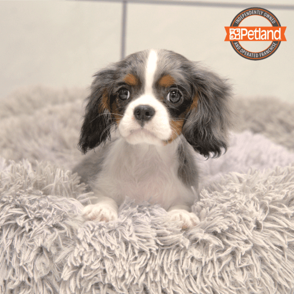 Cavalier King Charles Spaniel-Dog-Female---Petland Overland Park, Kansas