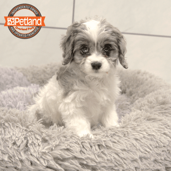 [#25657-01] Blue Merle / White M Cavapoo Puppies for Sale