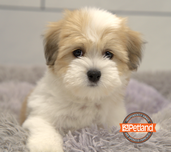 [#25629-05] White F Coton de Tulear Puppies for Sale