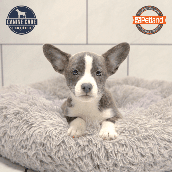French Bulldog/Pembroke Welsh Corgi-Dog-Female---Petland Overland Park, Kansas