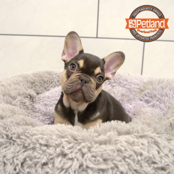 [#25419-04] Chocolate / Tan M French Bulldog Puppies for Sale