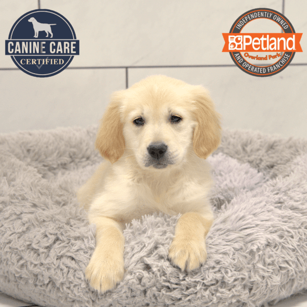 Golden Retriever-Dog-Female---Petland Overland Park, Kansas