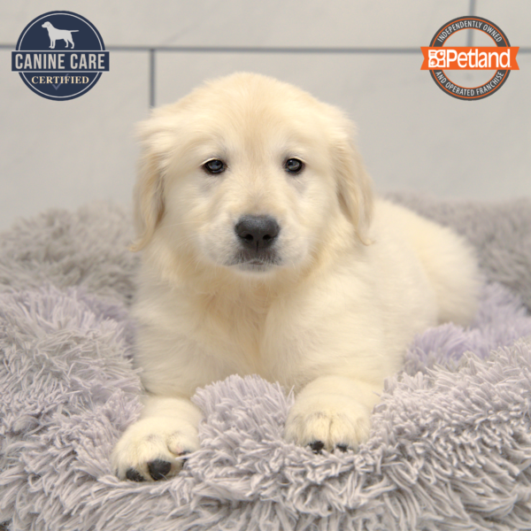 [#25530-02] Light Golden M Golden Retriever Puppies for Sale
