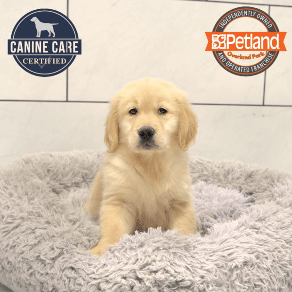 [#25532-03] Light Golden M Golden Retriever Puppies for Sale