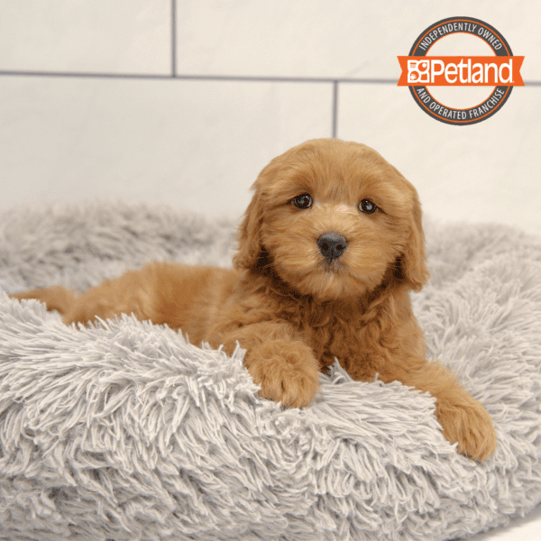 Goldendoodle Mini 2nd Gen-Dog-Female---Petland Overland Park, Kansas