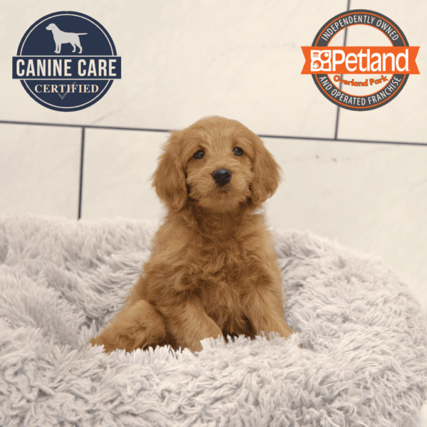 [#25701-05] Apricot / White F Goldendoodle Mini 2nd Gen Puppies for Sale