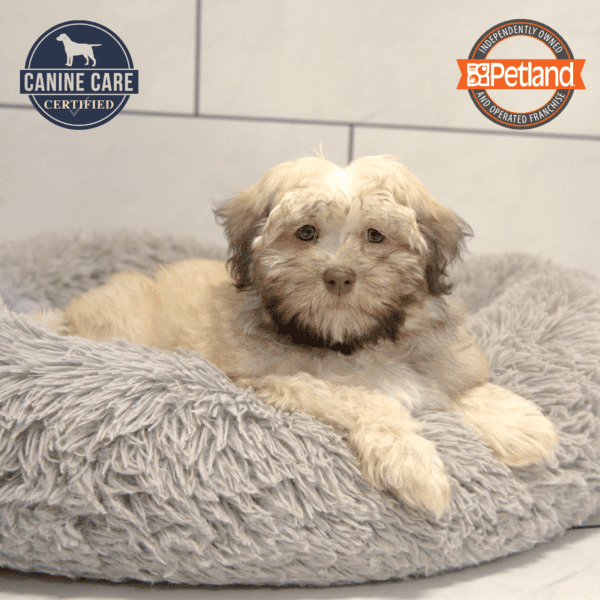 [#25277-01] Chocolate F Havanese Puppies for Sale