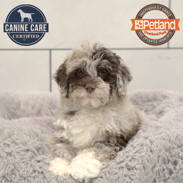 [#25703-04] Chocolate Merle F Havapoo Puppies for Sale