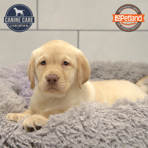 [#25673-03] Yellow F Labrador Retriever Puppies for Sale
