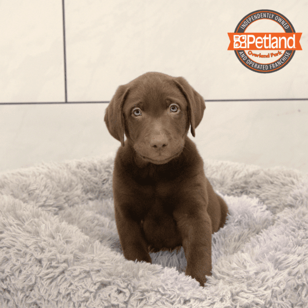 Labrador Retriever-Dog-Male---Petland Overland Park, Kansas