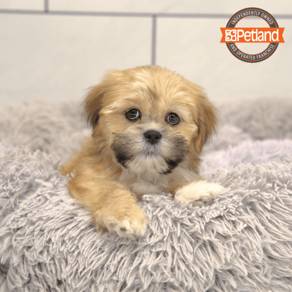 Lhasa Apso-Dog-Male---Petland Overland Park, Kansas