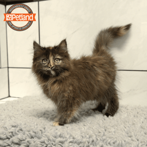 Maine Coon-Cat-Female---Petland Overland Park, Kansas
