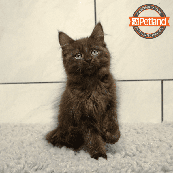 Maine Coon-Cat-Female---Petland Overland Park, Kansas